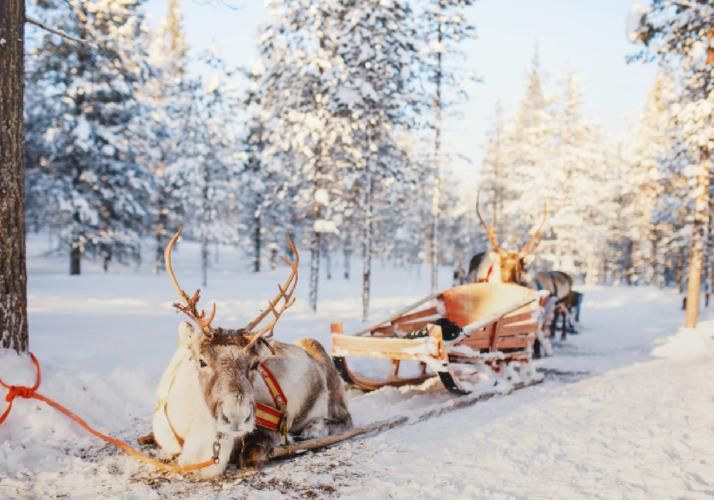 Водопады, гранат, альпаки и тигры: путешествие в Карелию