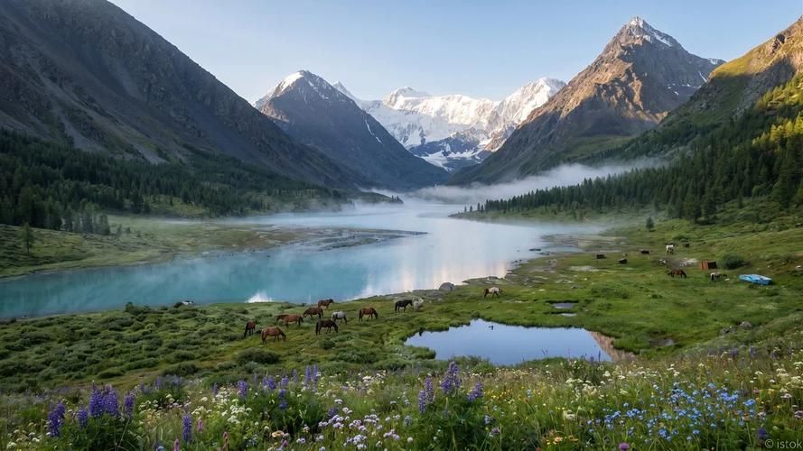 Сокровища алтайской земли