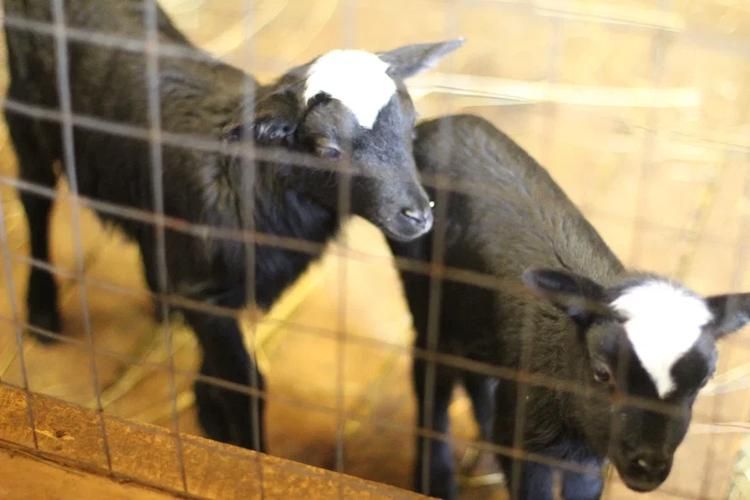 Оленьи выходные в Greenfield Park