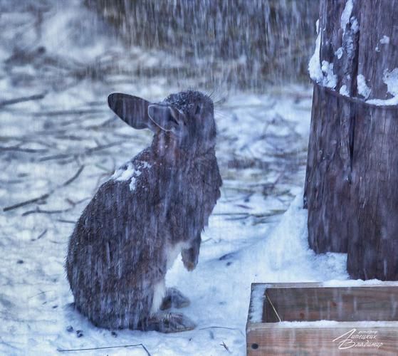 Автобус| Зимнее великолепие гор Кавказа: в гостях у природы, снега и гостеприимства из Пензы