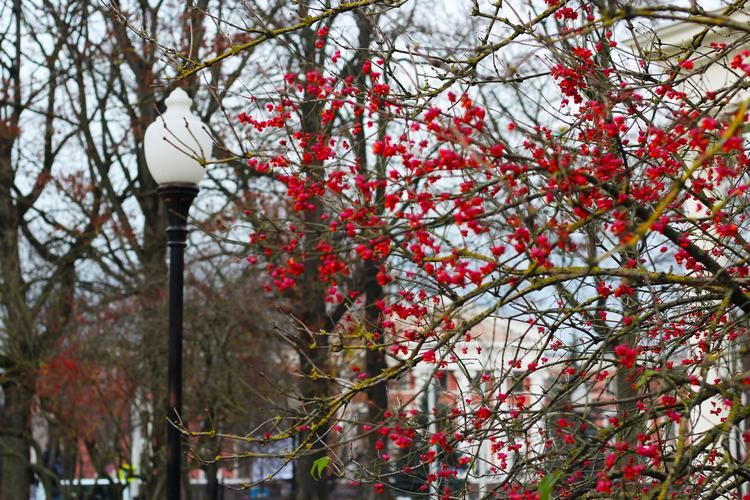 Зимняя Прибалтика: новогоднее чудо у моря