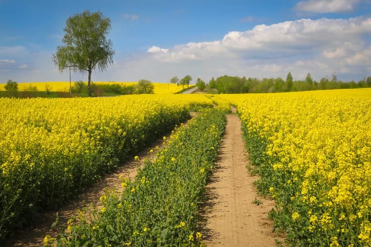 Пешие походы по Калининградской области