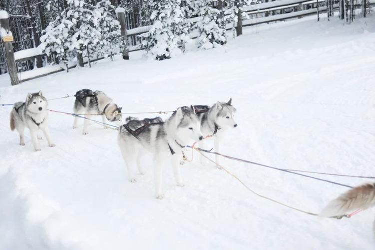 Автобус| Новогодние каникулы в Карелии: в гостях у зимнего волшебства из Воронежа
